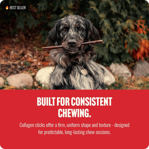 (6 Inch, 10 Pack), 95% Natural Farm Odor-Free Bully Coated Gourmet Collagen Sticks Real Bully Beef Coated, Natural