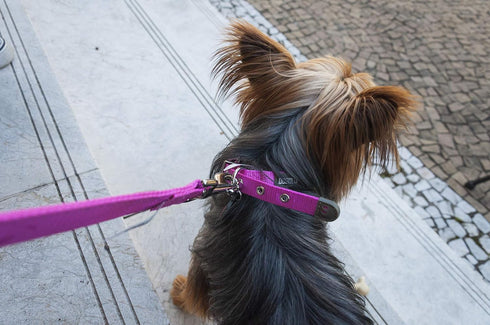 Petmate Dogzilla Collar, 5/8" x 10-16" Adjustable Pink Collar for Medium Dogs