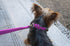 Petmate Dogzilla Collar, 5/8" x 10-16" Adjustable Pink Collar for Medium Dogs