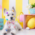 Easter Day Dog Collar with Bow Tie - Holiday Bunny Carrot Collar for Small Medium Large Dogs (Hoppy Hour/Pink, Medium)