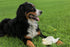 EcoKind Pet Treats Jumbo Cow Ear Dog Treats, 100% All-Natural Beef Chews, 6 Ears