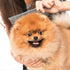 12 Pcs Metal Dog Comb Bulk Grooming Tool for Removing Knots, Long and Short Haired Dogs and Cats, 7.48 Inch
