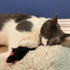 SPOT 11 Inches Shaggy Plush Ferret - Interactive Rattle and Catnip Fuzzy Toy for Indoor Cats and Kittens, Large Size
