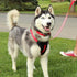 Pawtitas Reflective Dog Harness, Padded and Comfortable Control for Walks or Runs, XS, Black