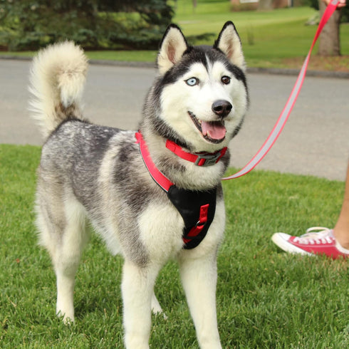 Pawtitas Reflective Dog Harness, Padded Comfort Control for Walks or Runs, Small Pink Dog Vest