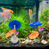 2Pcs Betta Fish Mushroom Hammock with 30 Luminous Stones, Soft Silicone Aquarium Rest Bed
