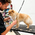 7.5 inch Trimming Dog Grooming Scissors, Professional Dog Scissors for Grooming Pet Grooming Shears, Ergonomic