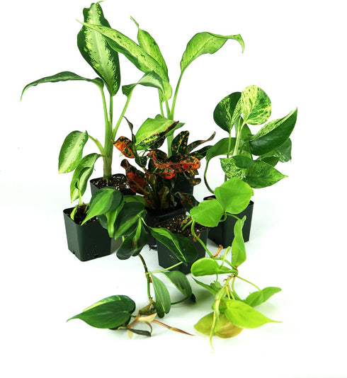 12x12x20 Josh's Frogs Crested Gecko Vivarium Plant Kit