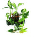 12x12x20 Josh's Frogs Crested Gecko Vivarium Plant Kit