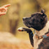 Best Buddy Bones Training Treats for Dogs and Puppies by Exclusively Dog - All Natural, Chicken Flavor, 5.5oz
