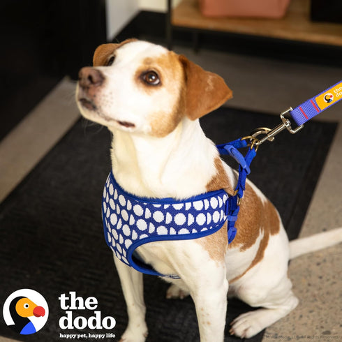The Dodo Dog Harness, Blue Dodo Print, Size Medium; Easy Step-in Harness with Breathable Mesh Fabric