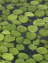 TMD Fishkeeping 24 Water Spangles (Salvinia Minima), Live Aquarium/Aquatic/Floating/Pond/Beginner Plant NO Snail by