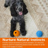 Amazon Basics 2-Pack Rubber Fetch Toy Dog Balls, 3-Inch, Blue & Orange