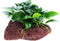 (Anubias Nana Petite Lava Stone) Anubias, Java Fern, Moss and More! Freshwater