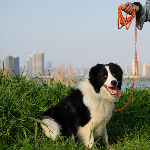 NTR Heavy Duty Large Dog Leash - 30FT Reflective with Swivel Lockable Hook and Comfortable Padded Handle