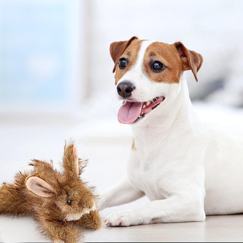 Ruffin' It Westminster Pet Woodlands Plush Dog Toy, Rabbit Small, Multi