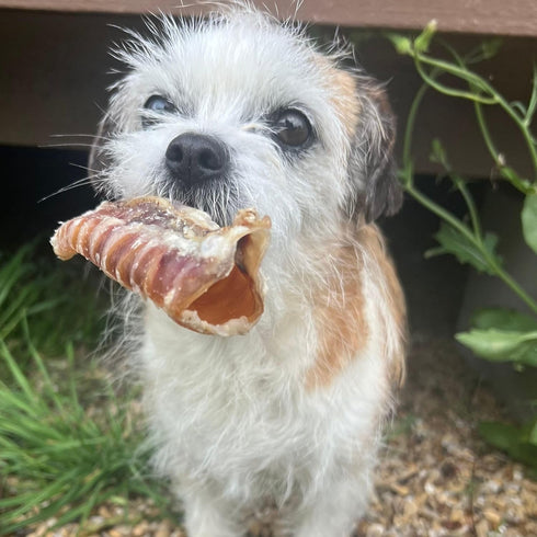 (1/2-2" (2 lbs)) JACK'S PREMIUM Beef Trachea -Thick Beef Dog Chews All Natural Made in USA One Ingredient Rawhide