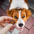 Cloud Star Wag More Bark Less Chicken Meatballs – Soft Grain Free Natural Dog Treats, 14 oz.