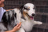 Pet Undercoat Rake for Dogs and Cats - Double-Sided Steel Blade for Shedding Control with Wooden Handle
