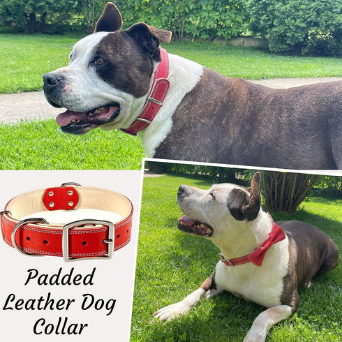 ADITYNA Heavy-Duty Premium Leather Dog Collar for Extra-Large Dogs - Padded Soft Genuine Leather