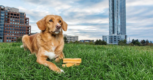 Yak Cheese Himalayan Dog Chews, High Protein Natural Treats for Medium Dogs, Lactose Free, 3 Medium Chews