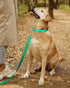 TagME Classic Reflective Nylon Dog Collar, Adjustable with Quick Release Buckle for Puppies, Turquoise, 3/8" Width