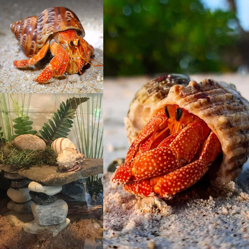 4 Set (2.5"-4" 1"-1.5" Shell Hermit Crab Assorted for Medium to Large Hermit Crabs Size / Opening)