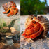 4 Set (2.5"-4" 1"-1.5" Shell Hermit Crab Assorted for Medium to Large Hermit Crabs Size / Opening)