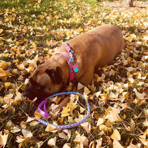 2ft 3ft 4ft 6ft 10ft Reflective Dog Leash, Nylon Rope Braided Heavy Duty for Large Medium Small Dogs (Pink 4ft)