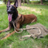 IronSeals Tactical Dog Training Bungee Leash, Quick Release Buckle with Control Handle, CP Camouflage