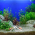 2 Pack Large Transparent Hermit Crab Water Tank with Climbing Ramp for Small to Large Hermit Crab Habitat