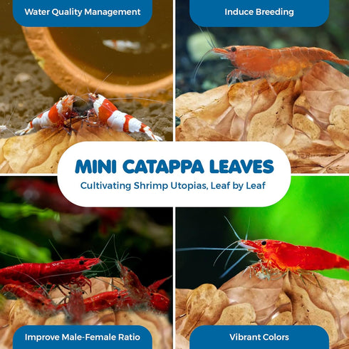 SunGrow 50 Pcs Mini Catappa Indian Almond Leaves for Shrimp Aquariums, Lowers pH and Pet Stress