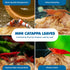 SunGrow 50 Pcs Mini Catappa Indian Almond Leaves for Shrimp Aquariums, Lowers pH and Pet Stress