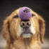 The Little Dog's Balls, Dog Tennis Balls, 6-Pack Lilac, 1.9 Inches Diameter, Strong Dog & Puppy Ball for Training,