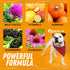 Allergy Immune Anti Itch & Hot Spots, Natural Pet Supplement for Cat & Dog Allergy Relief, 2 Fl Oz