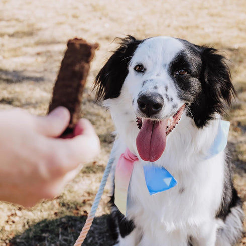16 Oz Bundle x Joy Leash & Load Beef Jerky for Dogs - Bag, Natural Superfood - Corn, Poultry, Soy & Grain Free Beef Dog