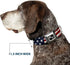 Buckle-Down Americana Rustic Stars & Stripes Seatbelt Buckle Dog Collar - 1" Wide, Fits 15-26" Neck