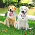 2 Packs Big Sister Brother Pregnancy Announcement Dog Bandana, Gender Reveal Photo Prop, Pet Scarf Accessories