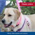 Coastal Pet Double-Ply Dog Leash - Pink Bright, 1" x 6' with Bolt Snap Attachment