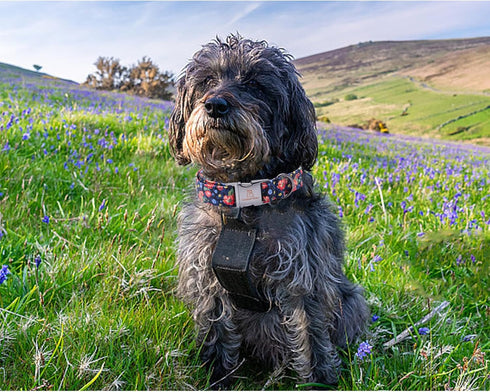 Lionheart Glory Floral Print Dog Collar, Adjustable Soft Collar for X-Small Dogs, Blue Spring Design