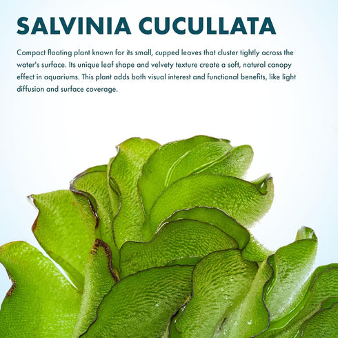 SubstrateSource Salvina Cucullata Fern Floating Live Aquarium Plant - Natural Freshwater Fish Tank Decorations