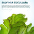 SubstrateSource Salvina Cucullata Fern Floating Live Aquarium Plant - Natural Freshwater Fish Tank Decorations