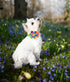DOGWONG Cotton Pride Dog Collar, Rainbow LGBTQ Collar for Small Medium Large Dogs