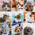 NAMSAN Pet Sailor Costume for Cats & Small Dogs - Cat Halloween Costumes, Navy Outfit with Hat