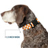Buckle-Down Plastic Clip Collar - Checker White/TN Orange, 1" Wide, Fits 15-26" Neck