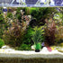NIHUIFA Fishtank Artificial Plant Landscape Fish Tanks Decorations for Aquariums Terrarium Shrimp Grass Flower