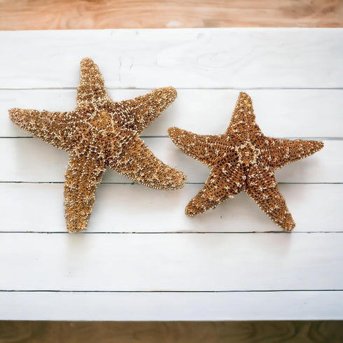 Sugar Starfish, 4" - 6" Large Starfish | Aquarium Decor, Fish Tank Decor, Real Starfish 2 Pack