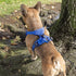 Voyager No Pull Dog Harness for Small Dogs, Adjustable Soft Pet Harness with Dual Leash Attachments, Royal Blue