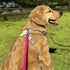 Dog Training Long Leash, Waterproof Heavy Duty Outdoor Recall Lead for Small Medium Large Dogs (20FT, Rose Pink)