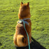 Dog Training Long Leash, Waterproof Heavy Duty Outdoor Recall Lead, 10ft 15ft 20ft 30ft 50ft, Mint Green (30FT)